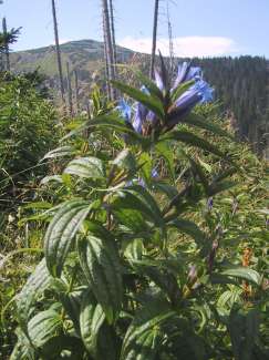 IMG_1475.JPG